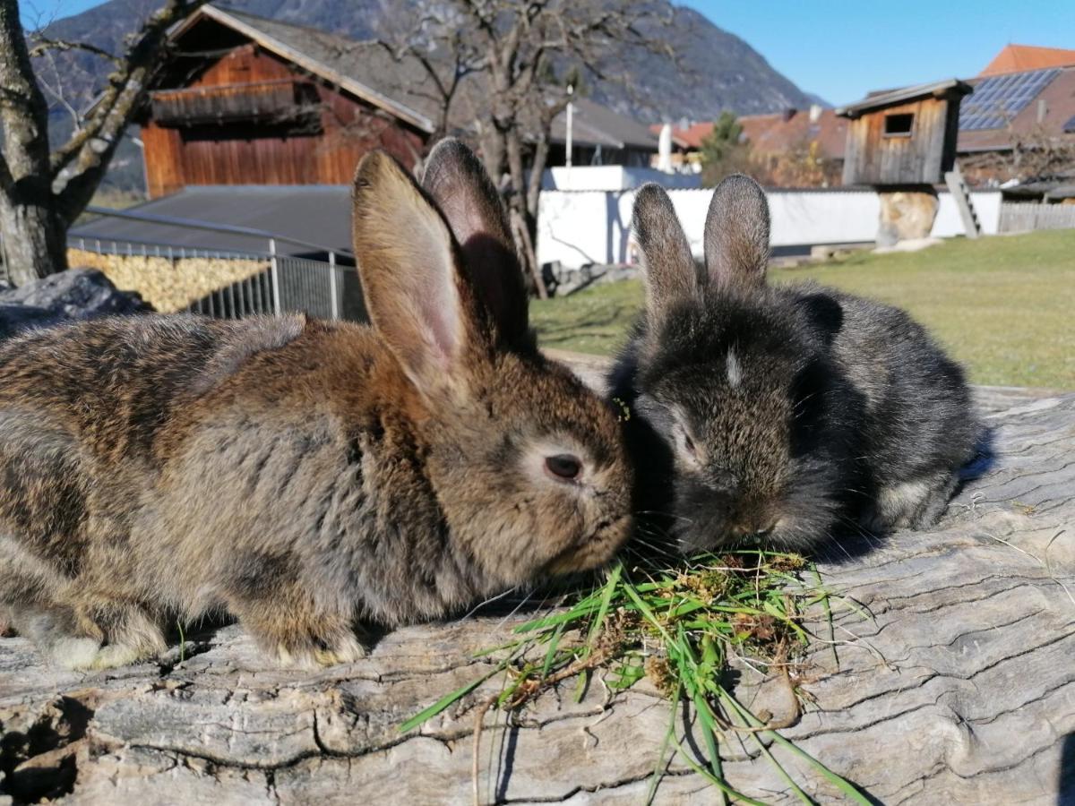 Kinderbauernhof Ierzerhof Arzl im Pitztal Luaran gambar